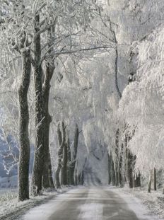 1176 Snowy Road